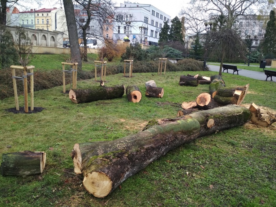 160 drzew trafi pod topór w Opolu [fot. Joanna Matlak]