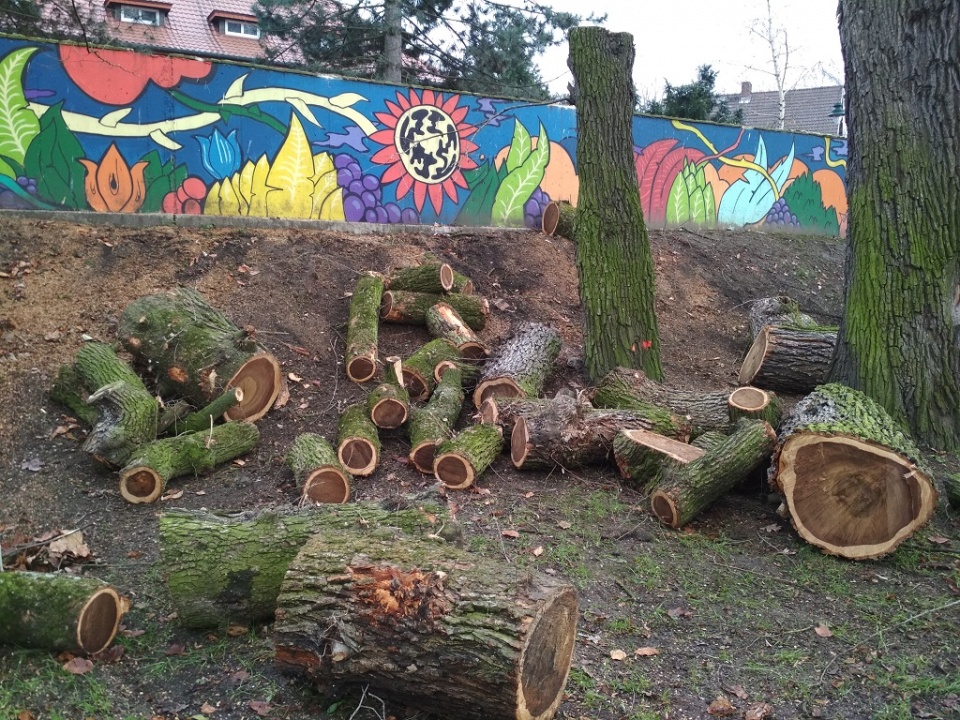Wycinka w Parku Nadodrzańskim w Opolu. MZD: drzewa były chore lub uschły [fot. Joanna Matlak]