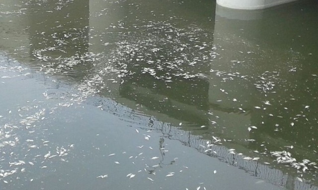 Kolejna katastrofa ekologiczna w Otmuchowie. Setki śniętych i okaleczonych ryb