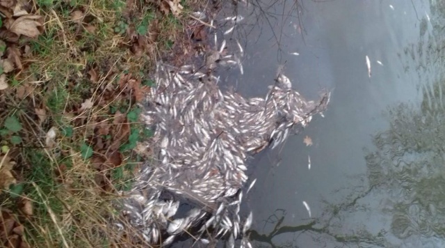 Martwe ryby spływają Nysą Kłodzką z Otmuchowa. RZGW: trzeba zrobić odstraszacze