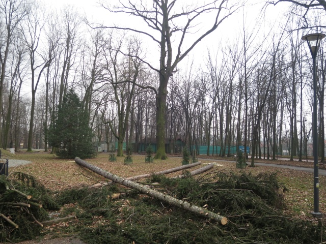 Prudnik: wycinka drzew oraz nowe nasadzenia zmieniają park miejski
