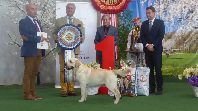Pyro najpiękniejszym psem 37. Międzynarodowej Wystawy Psów Rasowych w Opolu