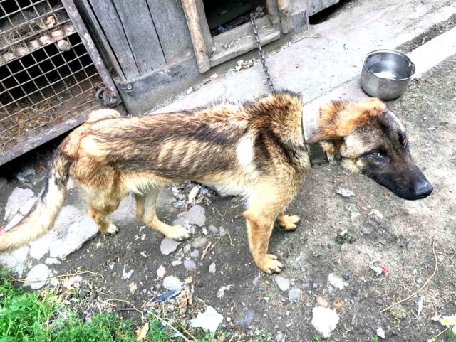 Towarzystwo Opieki nad Zwierzętami odebrało głodzonego psa z gminy Rudniki
