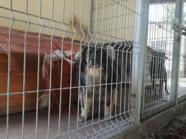 Schronisko w Opolu pełne jest kotów i psów, które czekają na nowego właściciela