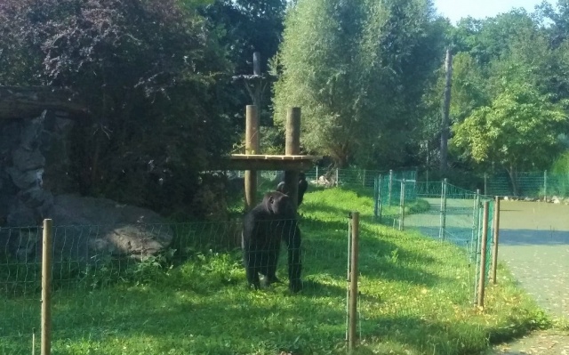 Goryle z opolskiego zoo wyszły na nowy wybieg. Do zabawy mają hamak, podesty i węże strażackie