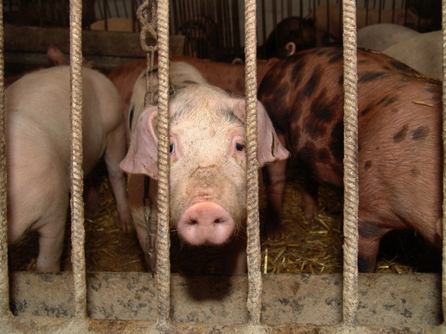 Wojewódzki Inspektor Ochrony Środowiska chce zamknąć fermę świń w Domaszkowicach