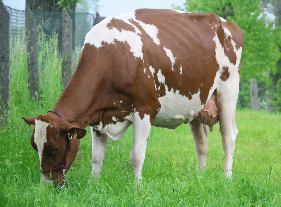 „Komedia” z państwowej spółki OHZ w Głogówku spowodowała, że informacja o niej dotarła do hodowców bydła mlecznego na całym świecie [zdj. OHZ Głogówek]