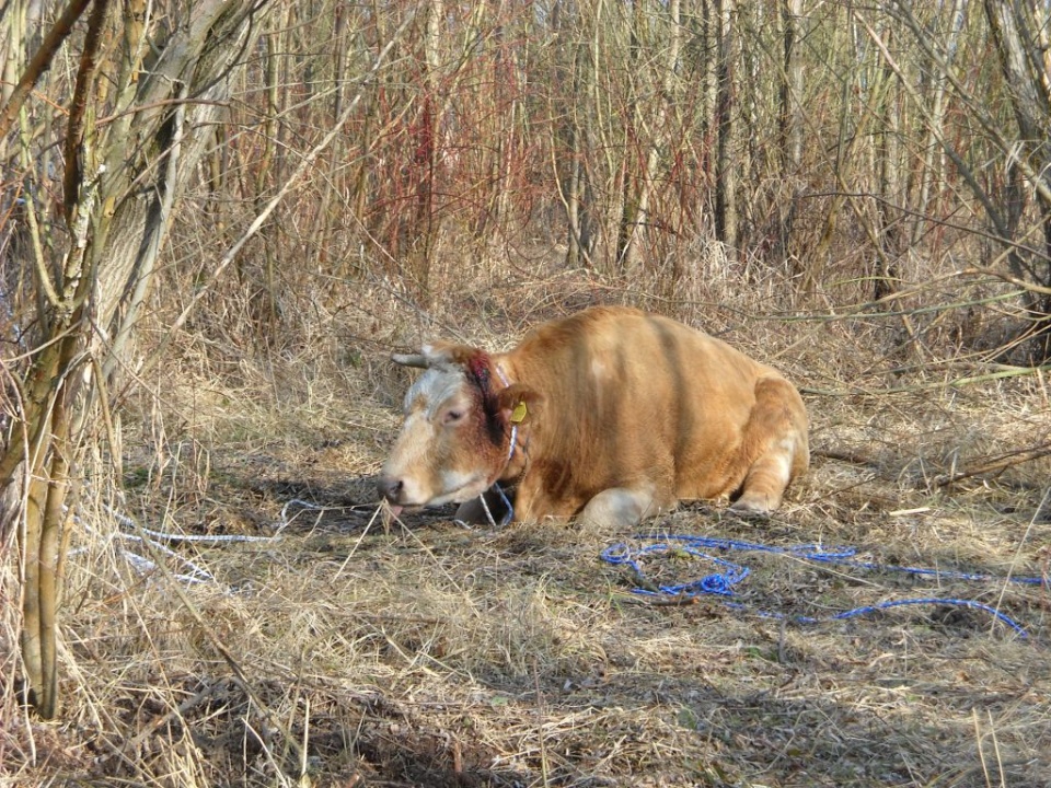 Krowa-uciekinierka padła podczas załadunku do transportu [fot. grzecznościowa]
