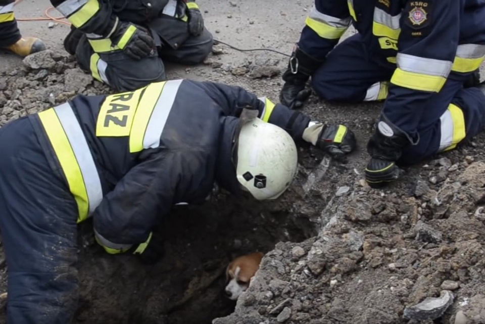 Strażacy zrywali asfalt, żeby uratować psa [fot. KK24.pl]