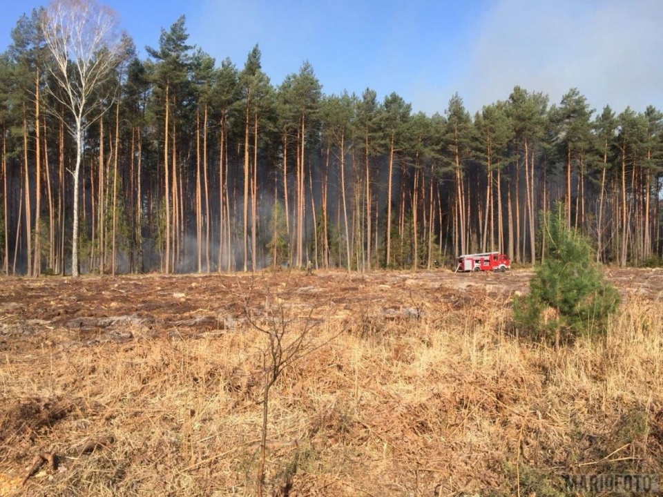 W okolicach Kup zapalił się las [fot. Mario]