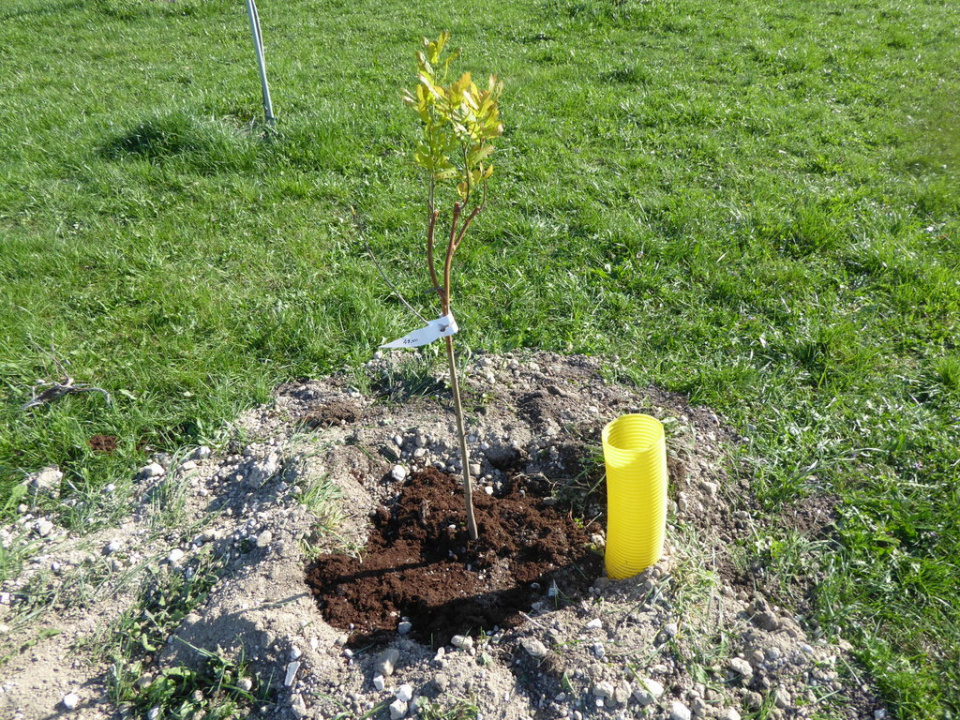 Sadzenie drzew na osiedlu im. Armii Krajowej w Opolu [fot. Witold Wośtak]