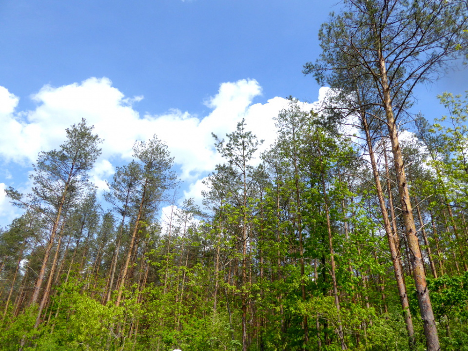 Lasy Nadleśnictwa Opole [fot. Witold Wośtak]