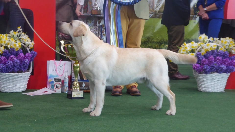 Avalanche Kreuzburg został uznany za najpiękniejszego psa XXXVII Międzynarodowej Wystawy Psów Rasowych w Opolu [fot. Ewelna Laxy]