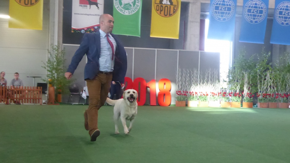 Avalanche Kreuzburg został uznany za najpiękniejszego psa XXXVII Międzynarodowej Wystawy Psów Rasowych w Opolu [fot. Ewelna Laxy]