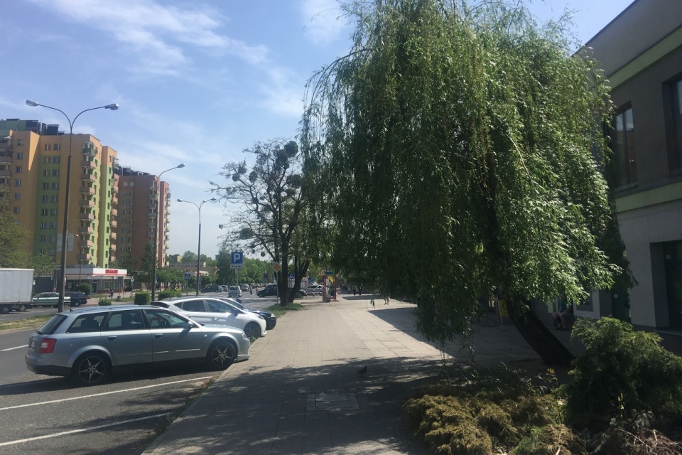 Mieszkańcy nie chcą wycinki drzew przy ul. Wojska Polskiego [fot. Agnieszka Pospiszyl]