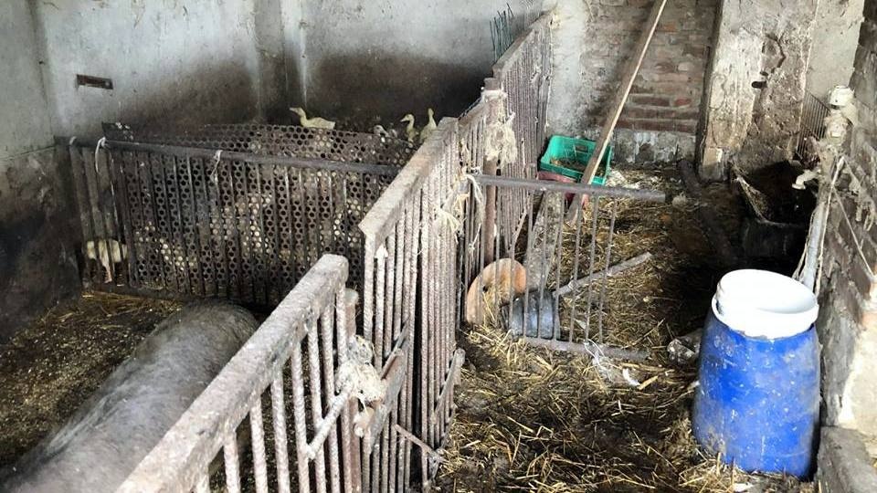 W takich warunkach żyją zwierzęta w gospodarstwie w Młynach [fot. TOZ Opole]