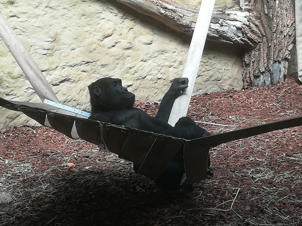 Nowe goryle zamieszkały w opolskim zoo [fot. Katarzyna Zawadzka]