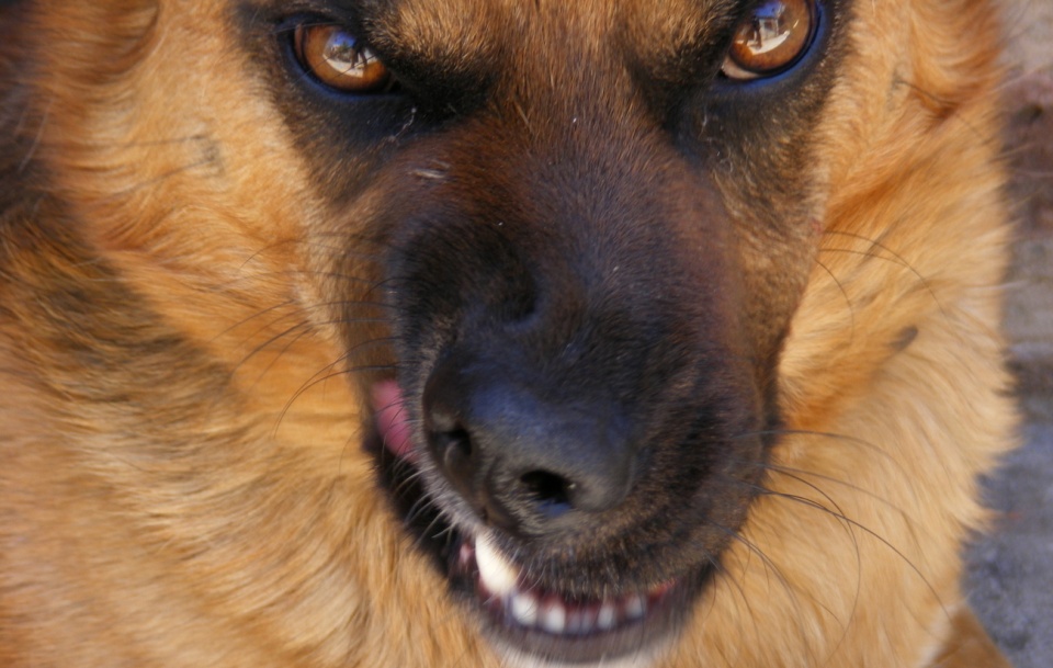 Zły pies [fot. Flickr]