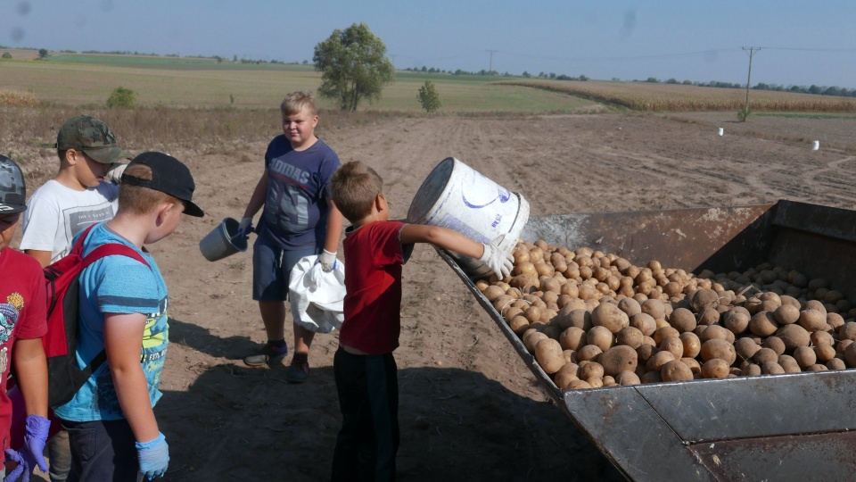 W tradycyjnych wykopkach ziemniaków w Bogdanowicach uczestniczyło ponad 200 osób [fot. Mariusz Chałupnik]
