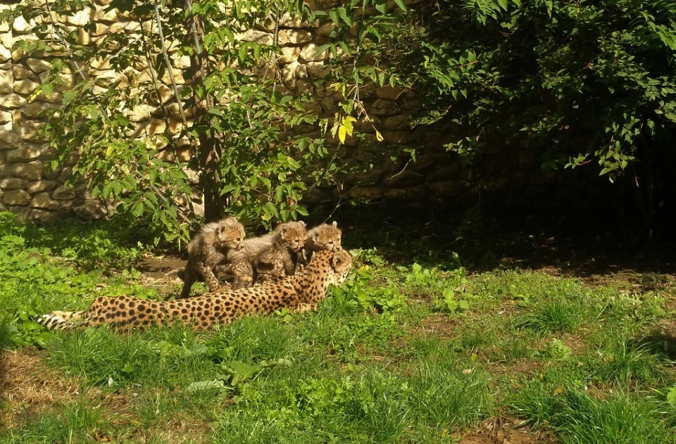 Pierwszy spacer małych gepardów z opolskiego zoo [fot. Katarzyna Doros]