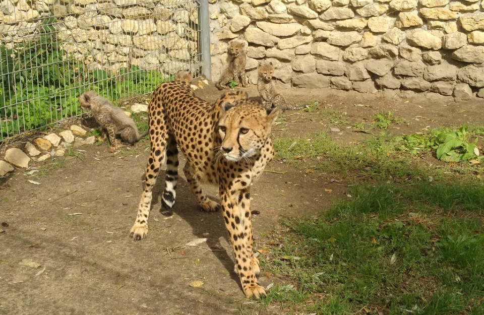 Pierwszy spacer małych gepardów z opolskiego zoo [fot. Katarzyna Doros]