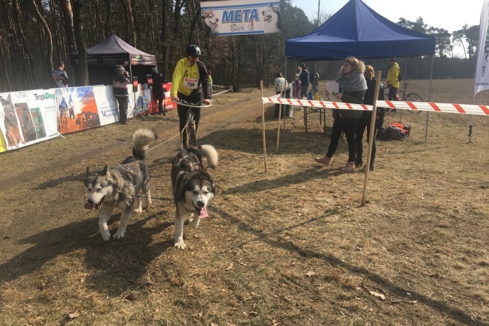 Międzynarodowe wyścigi psich zaprzęgów w Lubieszowie [fot. Agnieszka Pospiszyl]