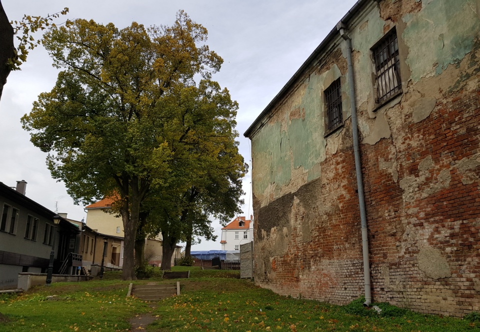 Stare drzewa rosnące przy wjeździe na teren zamku w Koźlu [fot. Agnieszka Pospiszyl]
