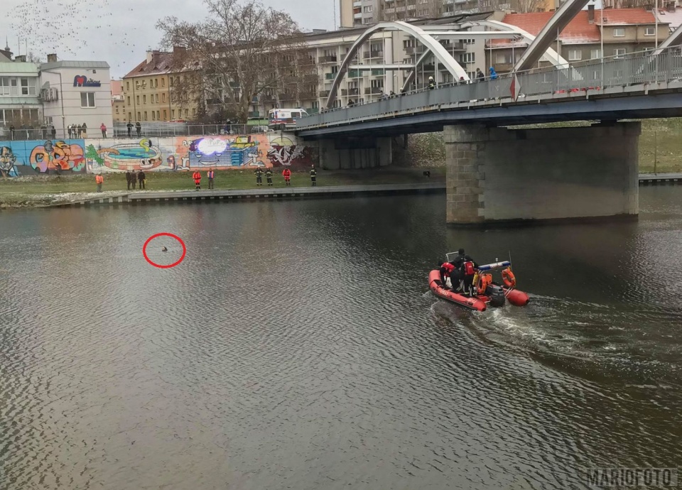 Akcja na Odrze w Opolu. Strażacy wyciągnęli z rzeki kobietę [fot. Mario]