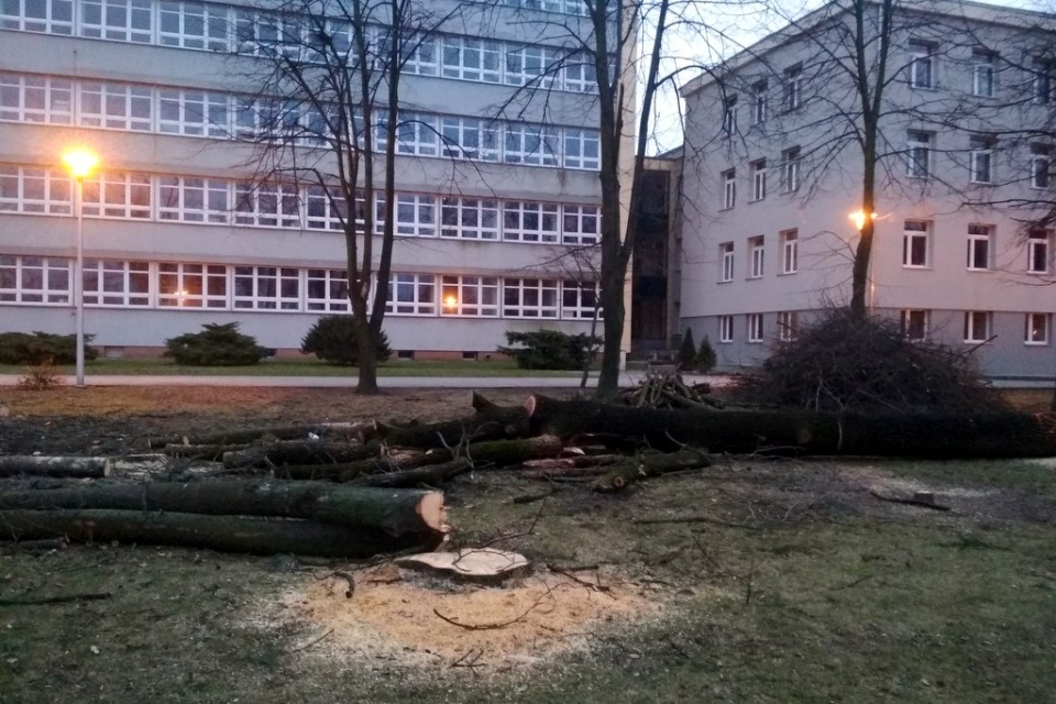 Wycinka drzew w okolicach Uniwersytetu Opolskiego na ul. Oleskiej [fot. Joanna Matlak]