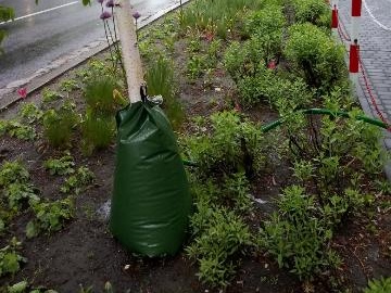 Opole: zielone worki będą nawadniały opolskie drzewa w czasie suszy