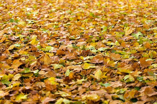 Mieszkańcy Opola mogą bezpłatnie pozbywać się liści