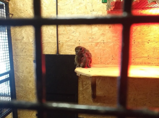 Parka lemurów alaotrańskich to nowi mieszkańcy ZOO w Opolu