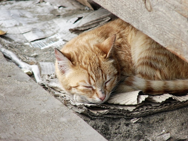 Dziś obchodzimy Międzynarodowy Dzień Kota. Pomagajmy kotom, zwłaszcza w czasie zimy