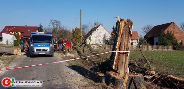 50-letni mężczyzna zginął przygnieciony przez drzewo w Brynicy koło Wołczyna