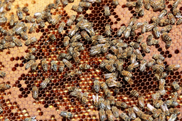 Pszczele pasieki budzą w miastach bezpodstawne obawy. Jaka odległość pszczoły od człowieka