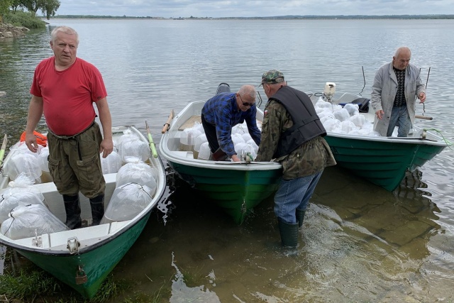 Do jezior w powiecie nyskim wpuszczono 700 tysięcy sandaczy. W tym tygodniu ryby trafią też do innych akwenów w regionie