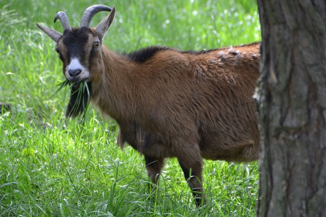 W Otmuchowie powstaje minizoo. Można w nim oglądać kozy, w przyszłości dołączą do nich m. in. alpaki