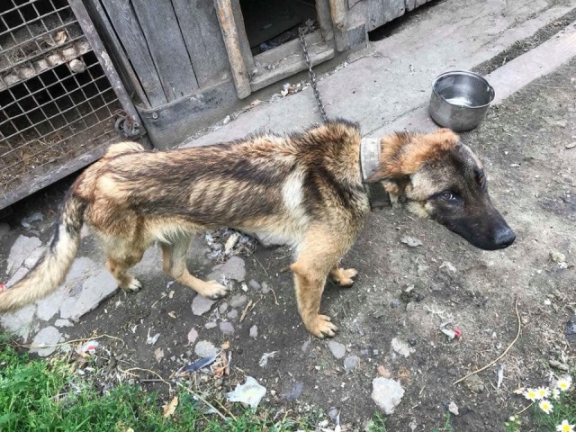 Jest wyrok skazujący dla właściciela, który głodził i znęcał się nad dwoma psami w gminie Rudniki