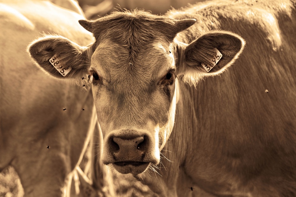 Krowa [fot. Pixabay]