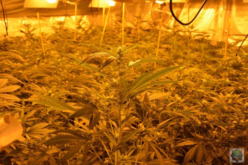 Nielegalna plantacja marihuany w gminie Biała [zdj. KPP Prudnik]