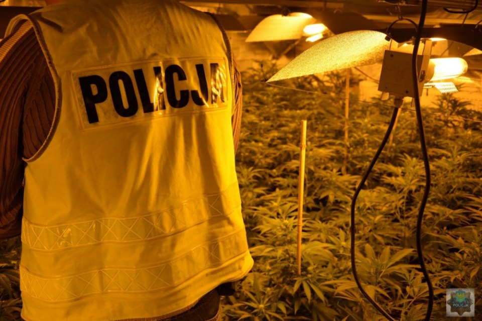 Nielegalna plantacja marihuany w gminie Biała [zdj. KPP Prudnik]