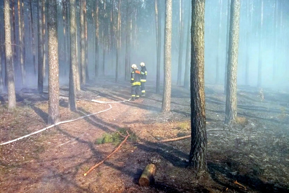 Pożar lasów w Dębińcu i Starych Budkowicach [fot. Mario]