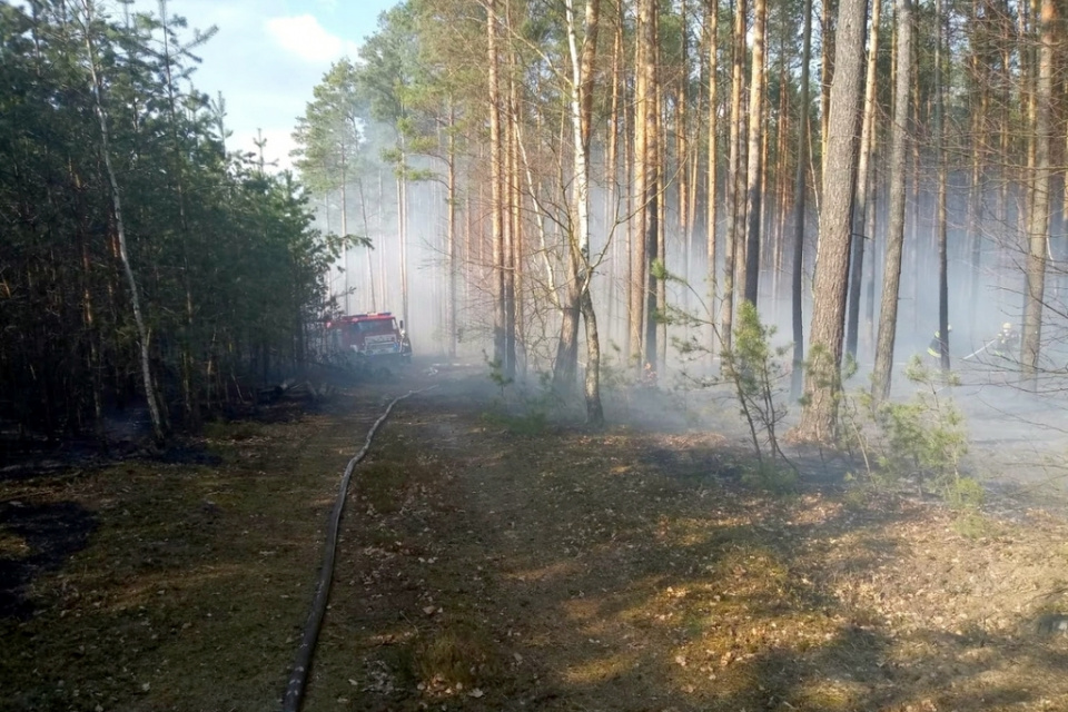 Pożar lasów w Dębińcu i Starych Budkowicach [fot. Mario]