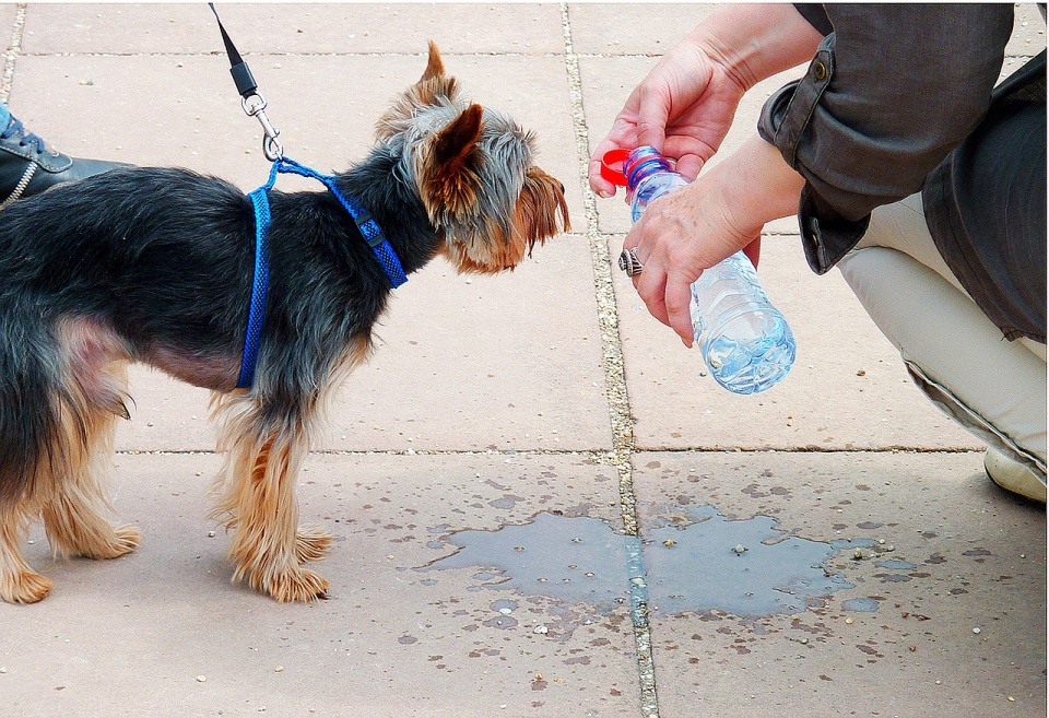 Zadbają o to, żeby w czasie upałów zwierzęta w mieście mogły mieć dostęp do wody [fot. Pixabay]