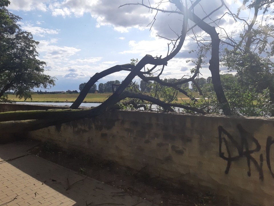 Przewrócone drzewo na Bulwarze K.Musioła w Opolu foto: A.Stefaniak