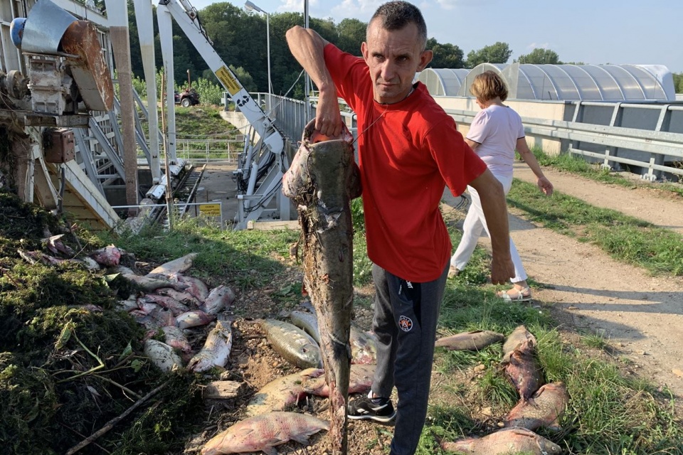 Z rzeki w okolicach Piątkowic wyłowiono około tony martwych ryb [fot. Daniel Klimczak]