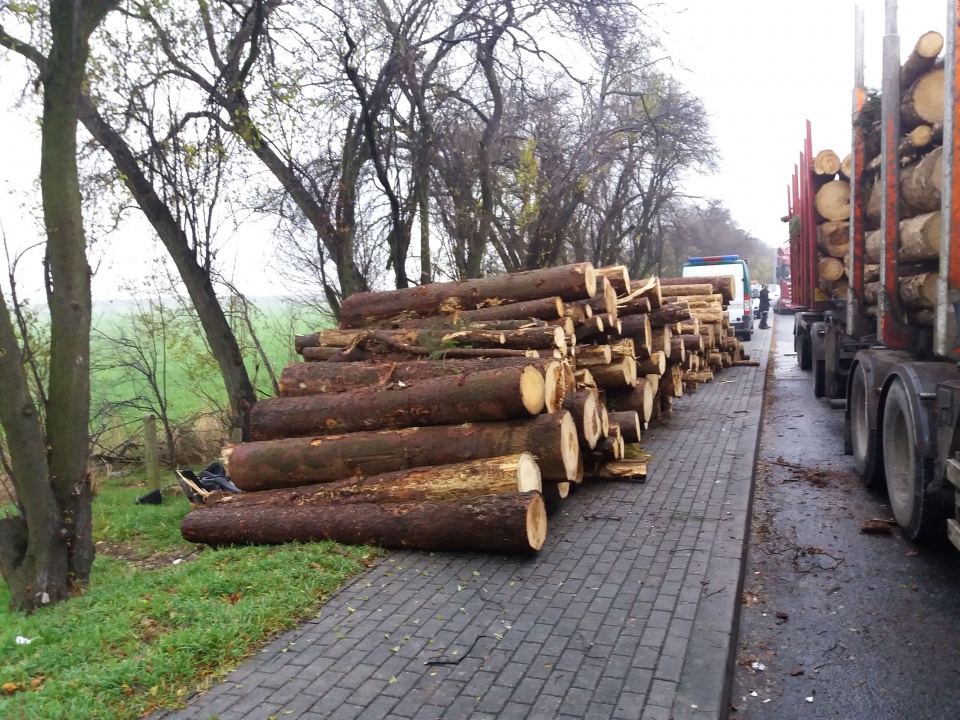 Transport drewna na opolskich drogach skontrolowała podczas wspólnej akcji policja, Inspekcja Transportu Drogowego oraz Straż Leśna [zdj. ITD Opole]