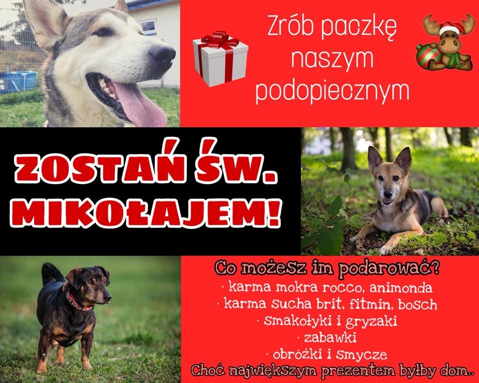 Towarzystwo Opieki nad Zwierzętami w Opolu potrzebuje pomocy [fot. facebook/TOZOpole]