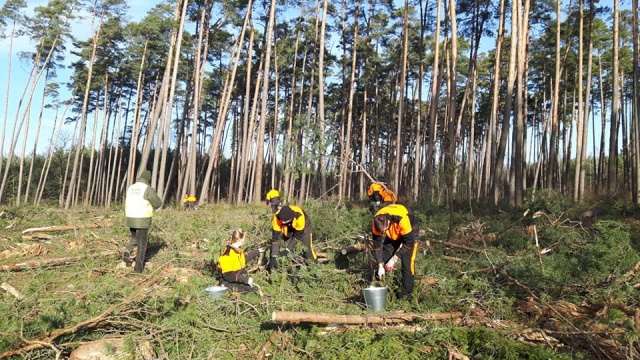 Z kilku sztuk stworzą kilkanaście tysięcy drzew. W Tułowicach uczniowie z leśnikami pozyskiwali szyszki