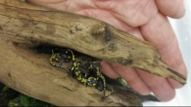 Wielkie narodziny w opolskim ZOO. 23 młode salamandry plamiste mają już po kilka centymetrów